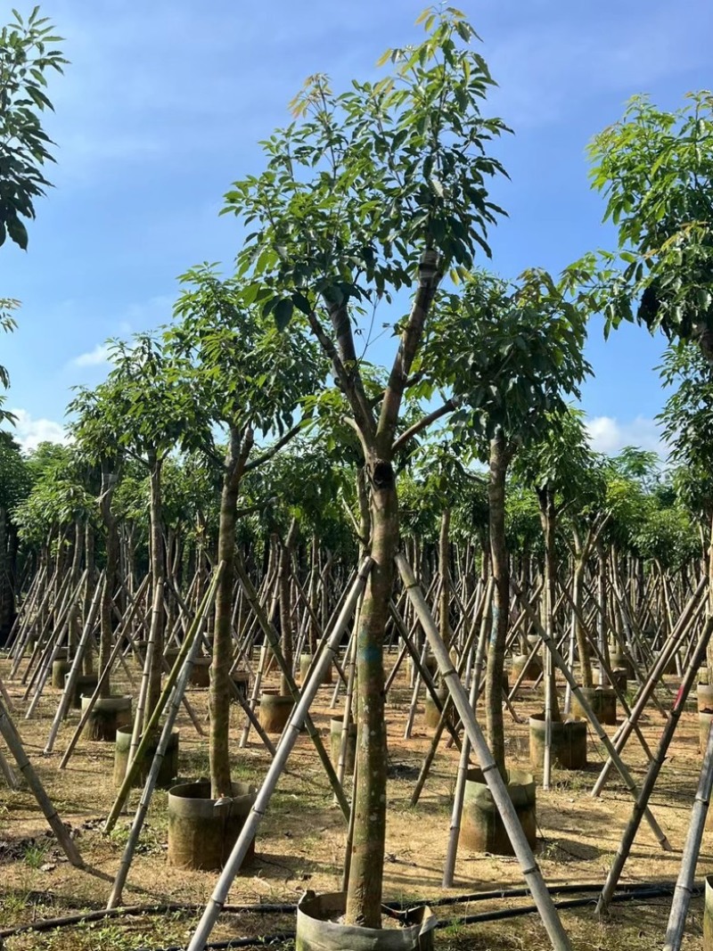 绣球紫花风铃木5～20公分产地直发规格齐全质量保证