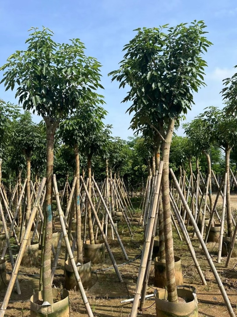 绣球紫花风铃木5～20公分产地直发规格齐全质量保证