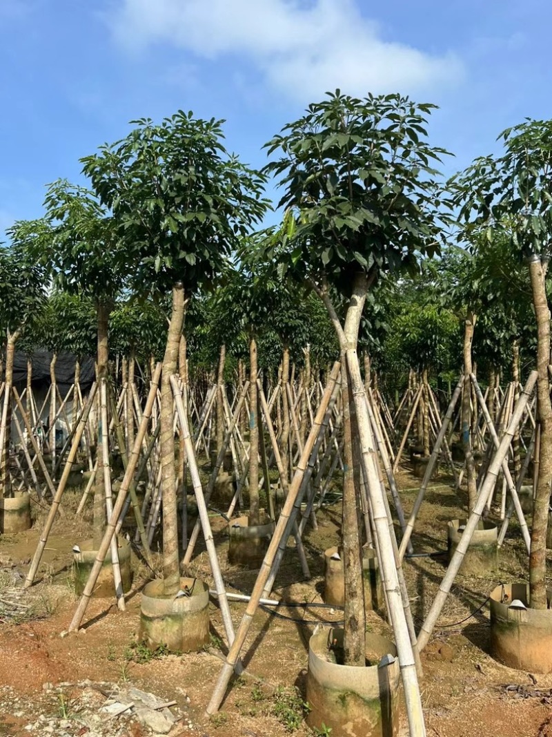 绣球紫花风铃木5～20公分产地直发规格齐全质量保证