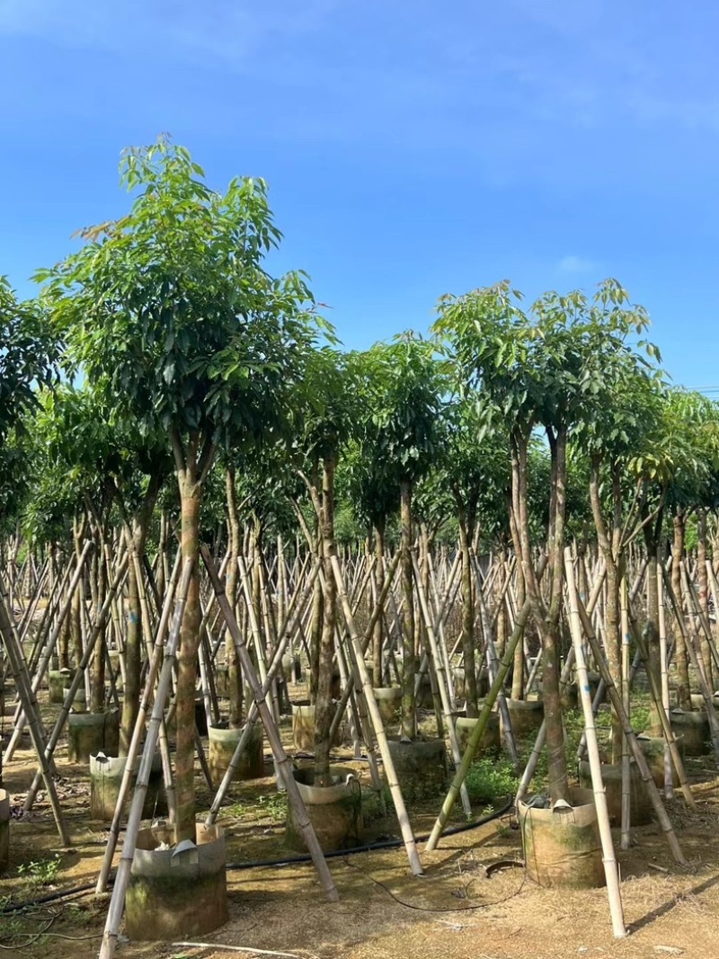 绣球紫花风铃木5～20公分产地直发规格齐全质量保证