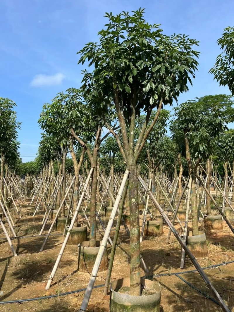 绣球紫花风铃木5～20公分产地直发规格齐全质量保证