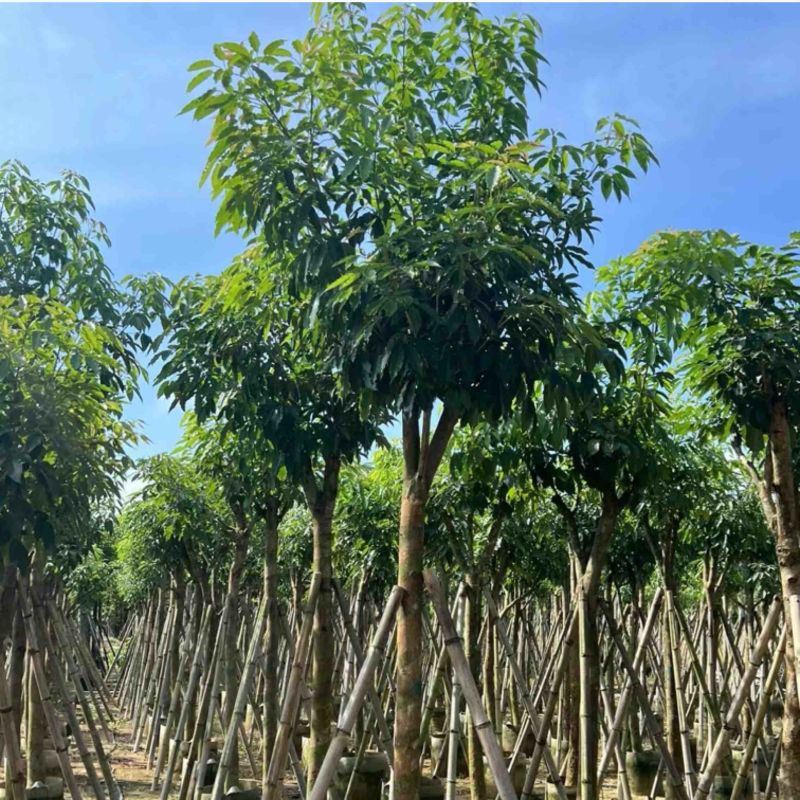绣球紫花风铃木5～20公分产地直发规格齐全质量保证