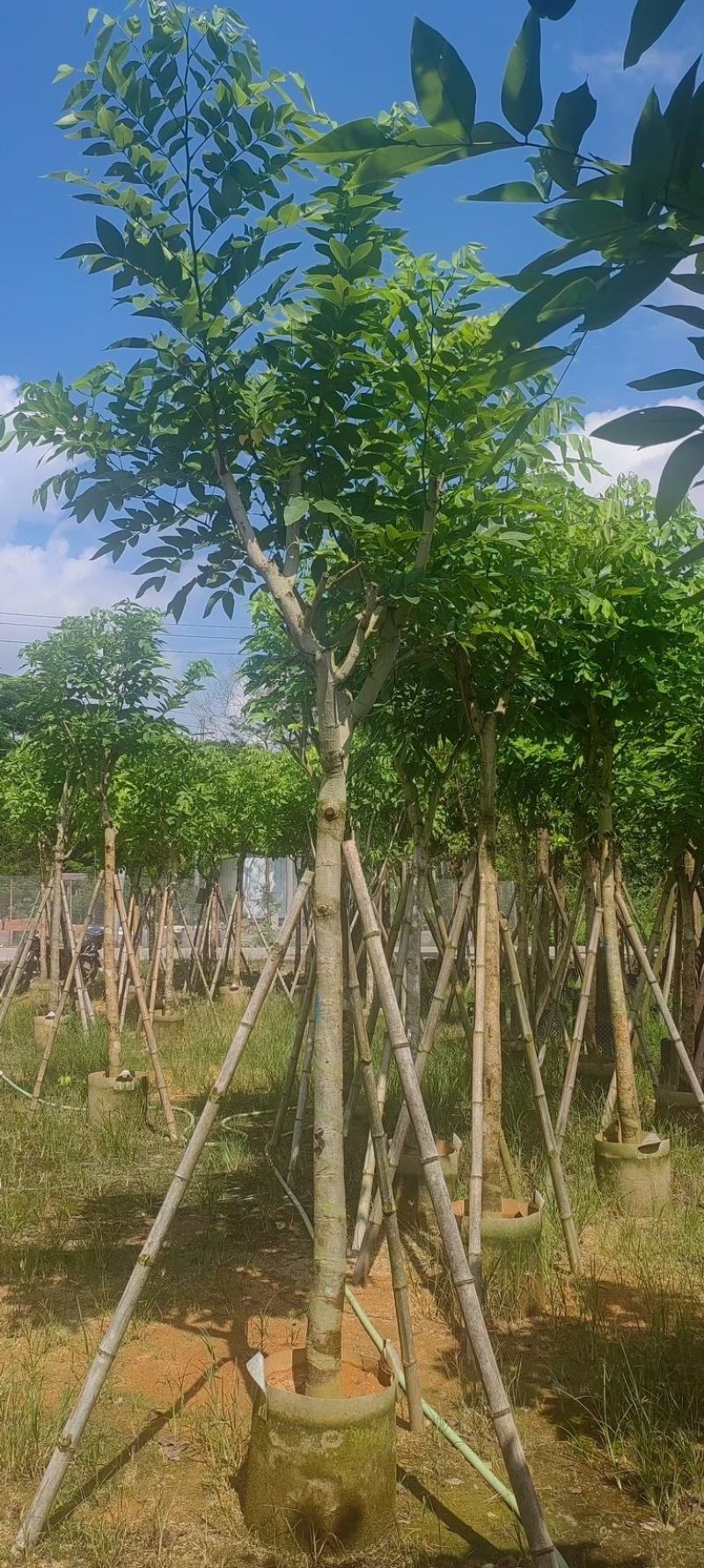 黄花腊肠树5～15公分产地直发规格齐全质量保证