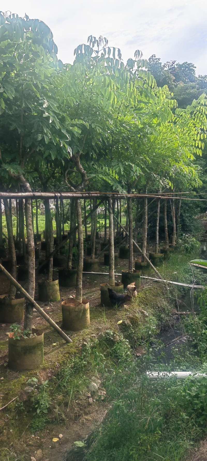 黄花腊肠树5～15公分产地直发规格齐全质量保证