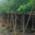 黄花腊肠树5～15公分产地直发规格齐全质量保证