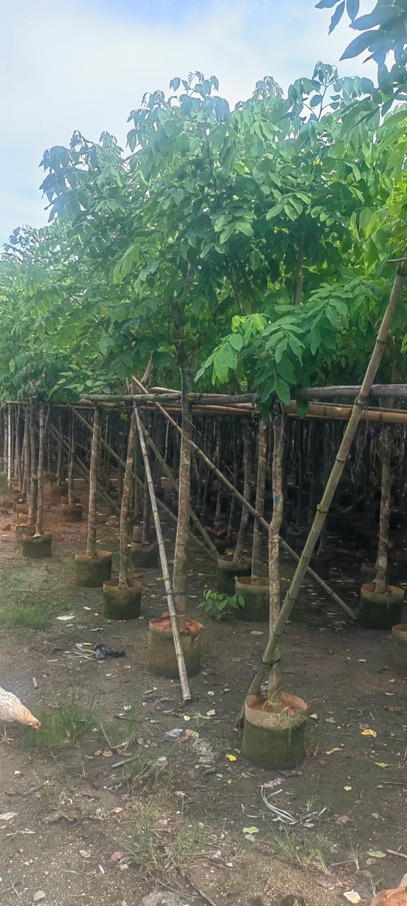 黄花腊肠树5～15公分产地直发规格齐全质量保证