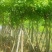 黄花腊肠树5～15公分产地直发规格齐全质量保证