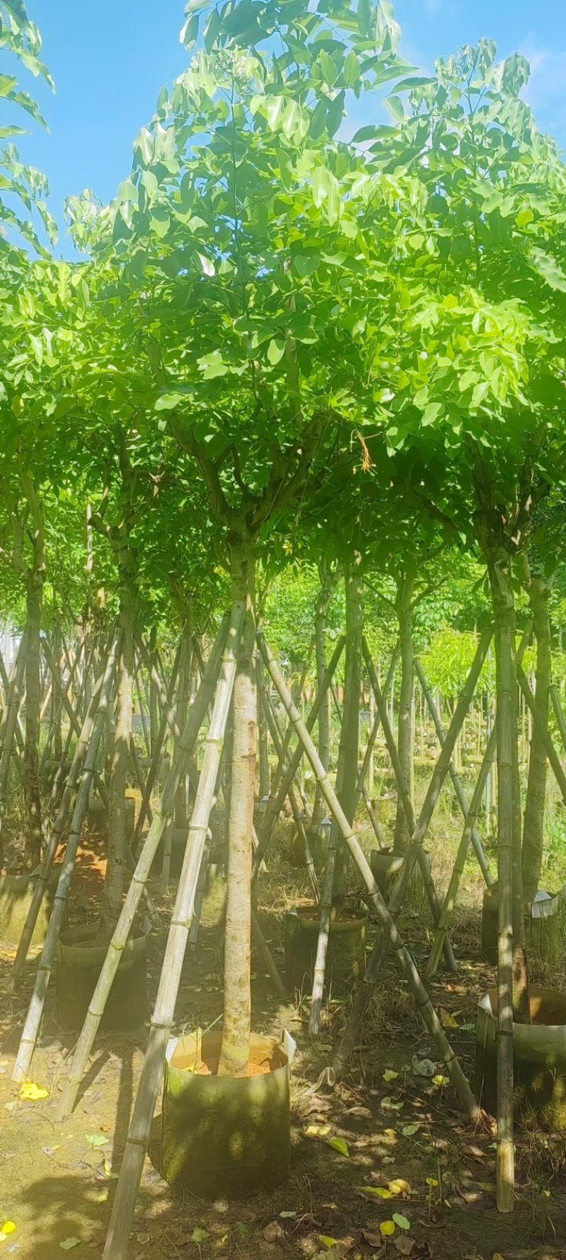 黄花腊肠树5～15公分产地直发规格齐全质量保证