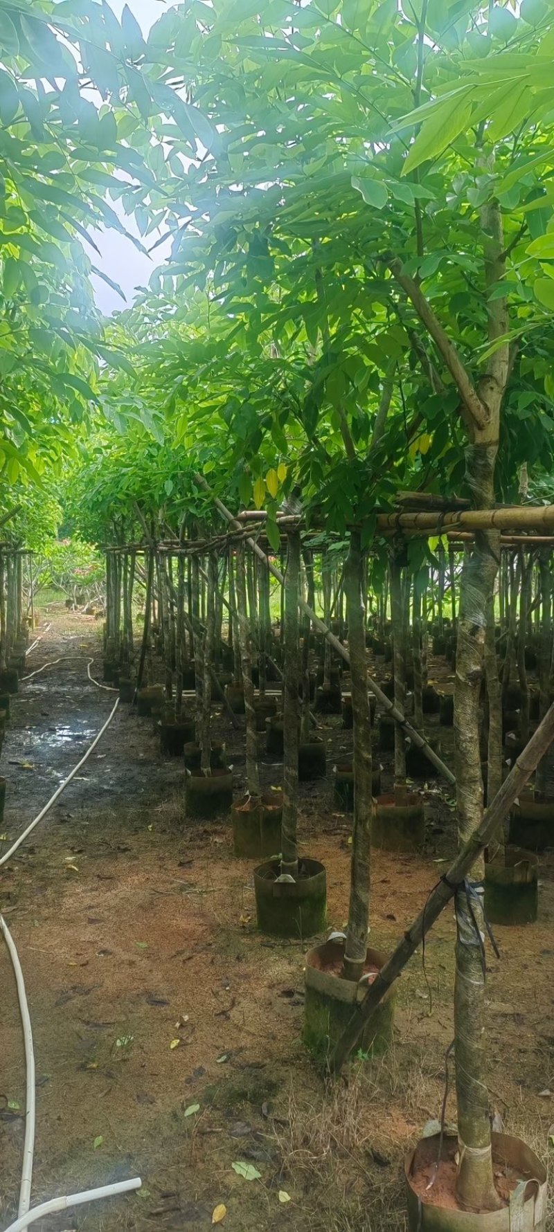 黄花腊肠树5～15公分产地直发规格齐全质量保证
