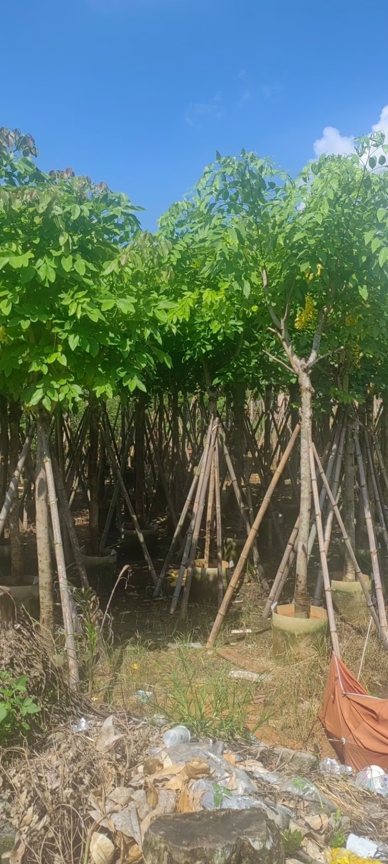 黄花腊肠树5～15公分产地直发规格齐全质量保证