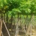 黄花腊肠树5～15公分产地直发规格齐全质量保证