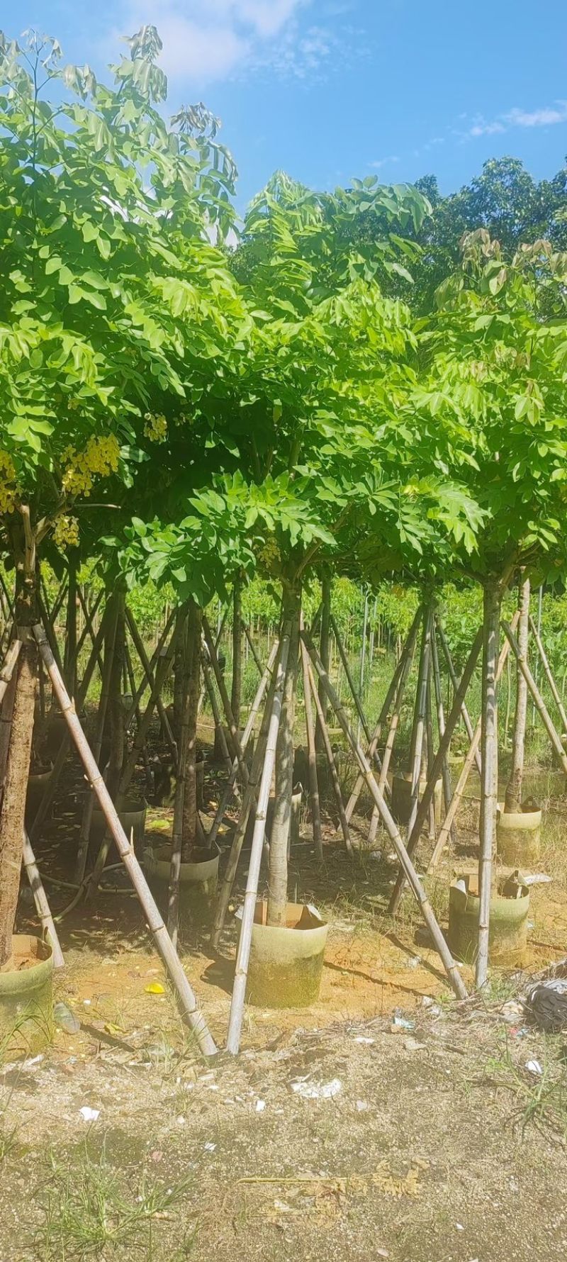 黄花腊肠树5～15公分产地直发规格齐全质量保证