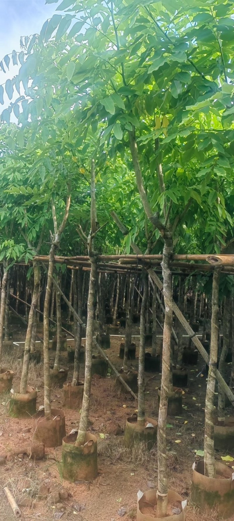 黄花腊肠树5～15公分产地直发规格齐全质量保证
