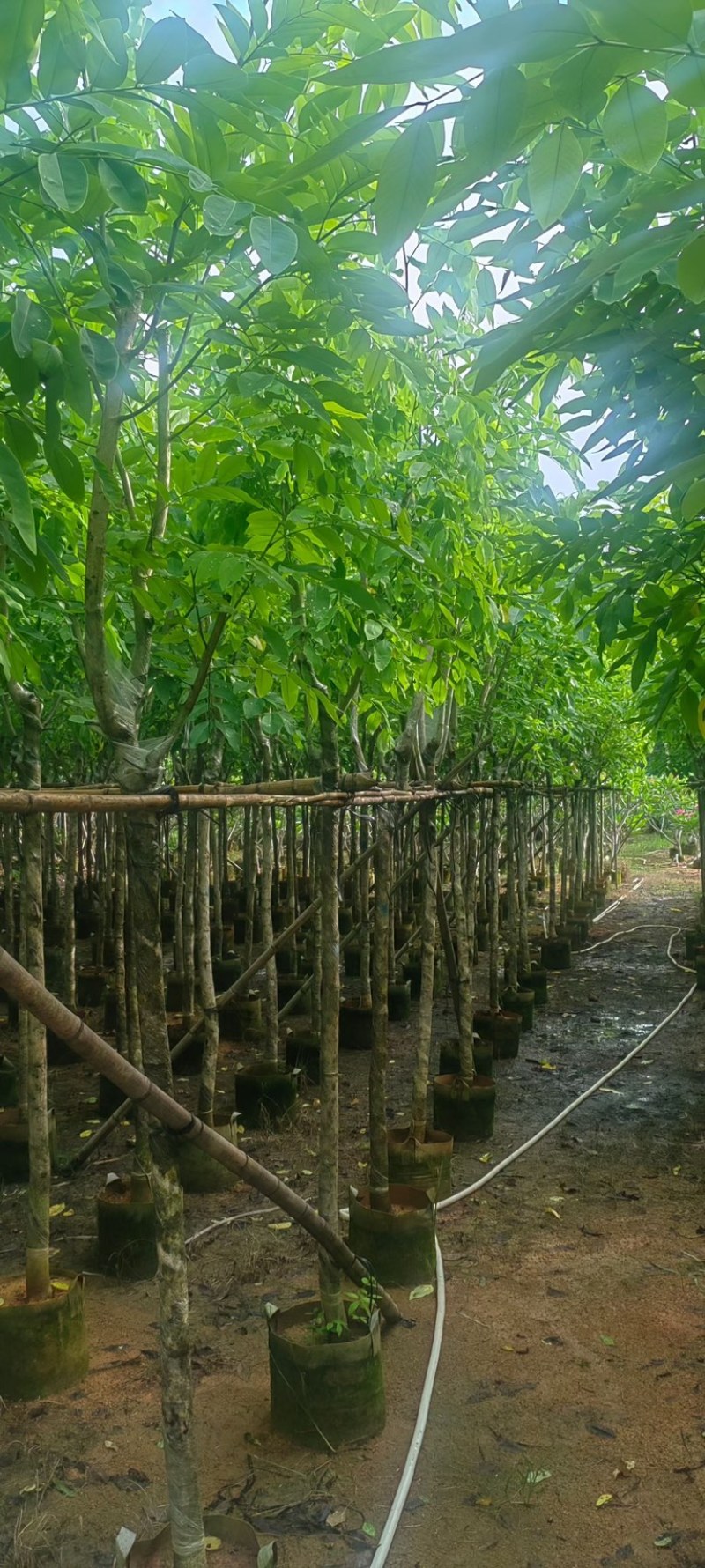 黄花腊肠树5～15公分产地直发规格齐全质量保证