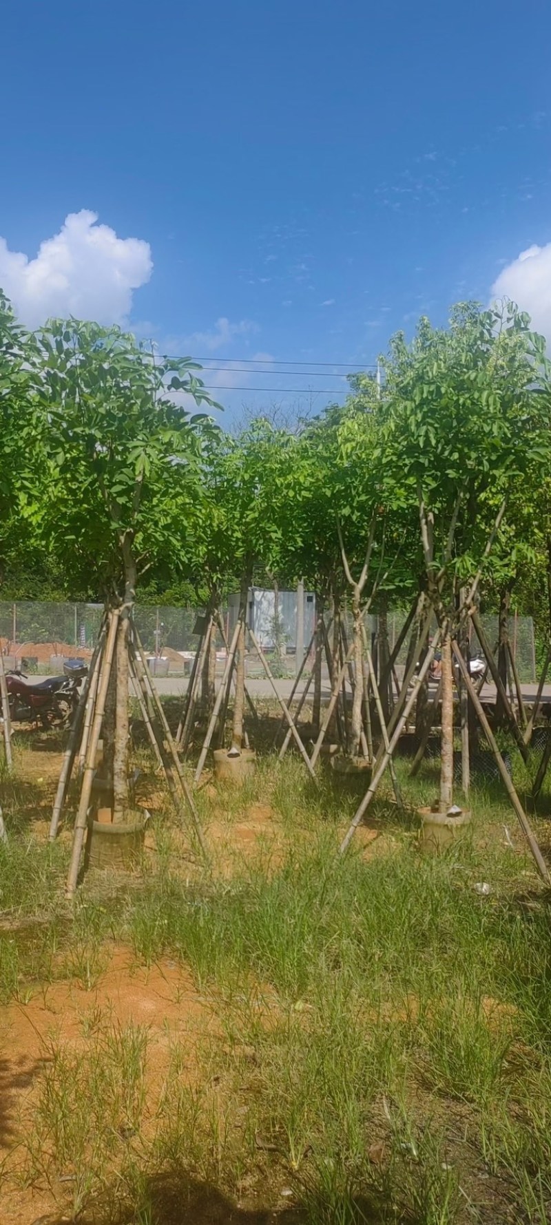 黄花腊肠树5～15公分产地直发规格齐全质量保证