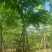 黄花腊肠树5～15公分产地直发规格齐全质量保证