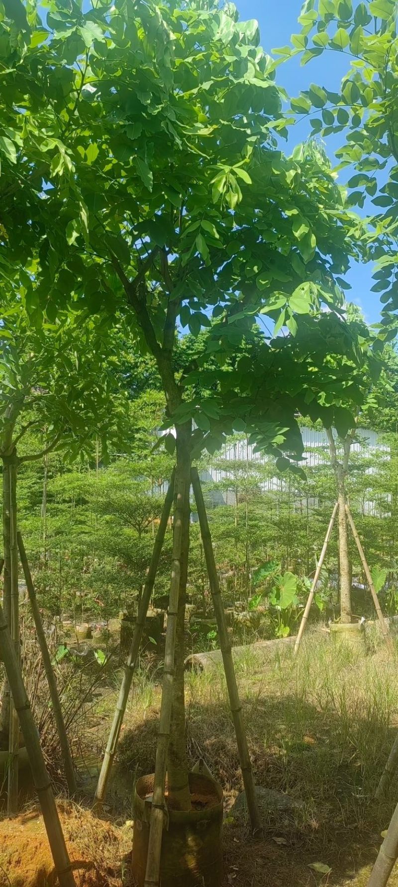 黄花腊肠树5～15公分产地直发规格齐全质量保证