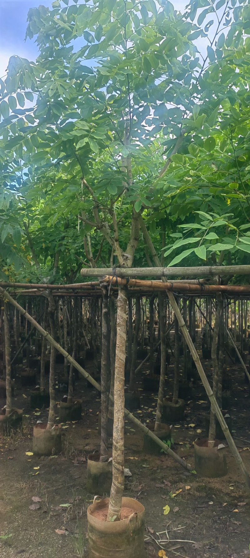 黄花腊肠树5～15公分产地直发规格齐全质量保证