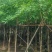 黄花腊肠树5～15公分产地直发规格齐全质量保证