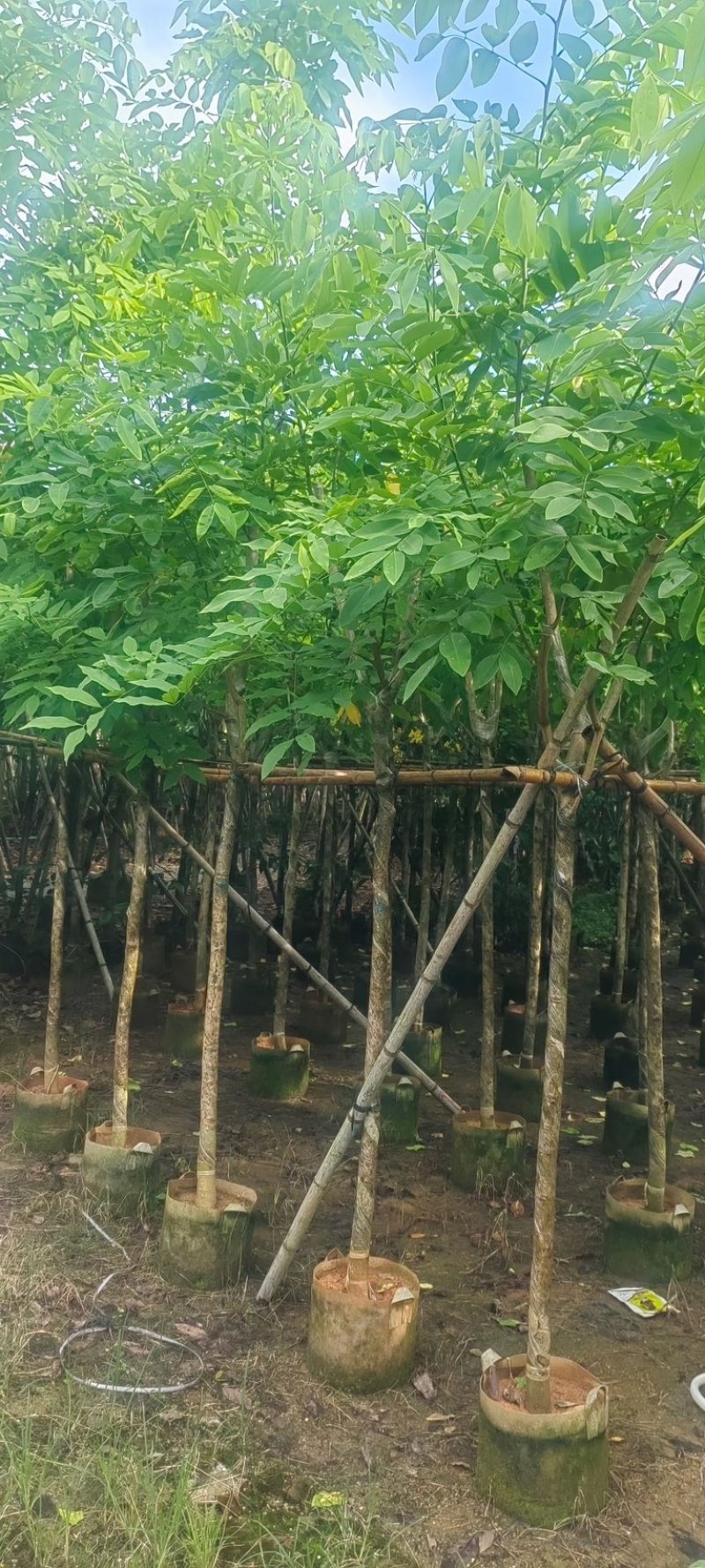 黄花腊肠树5～15公分产地直发规格齐全质量保证
