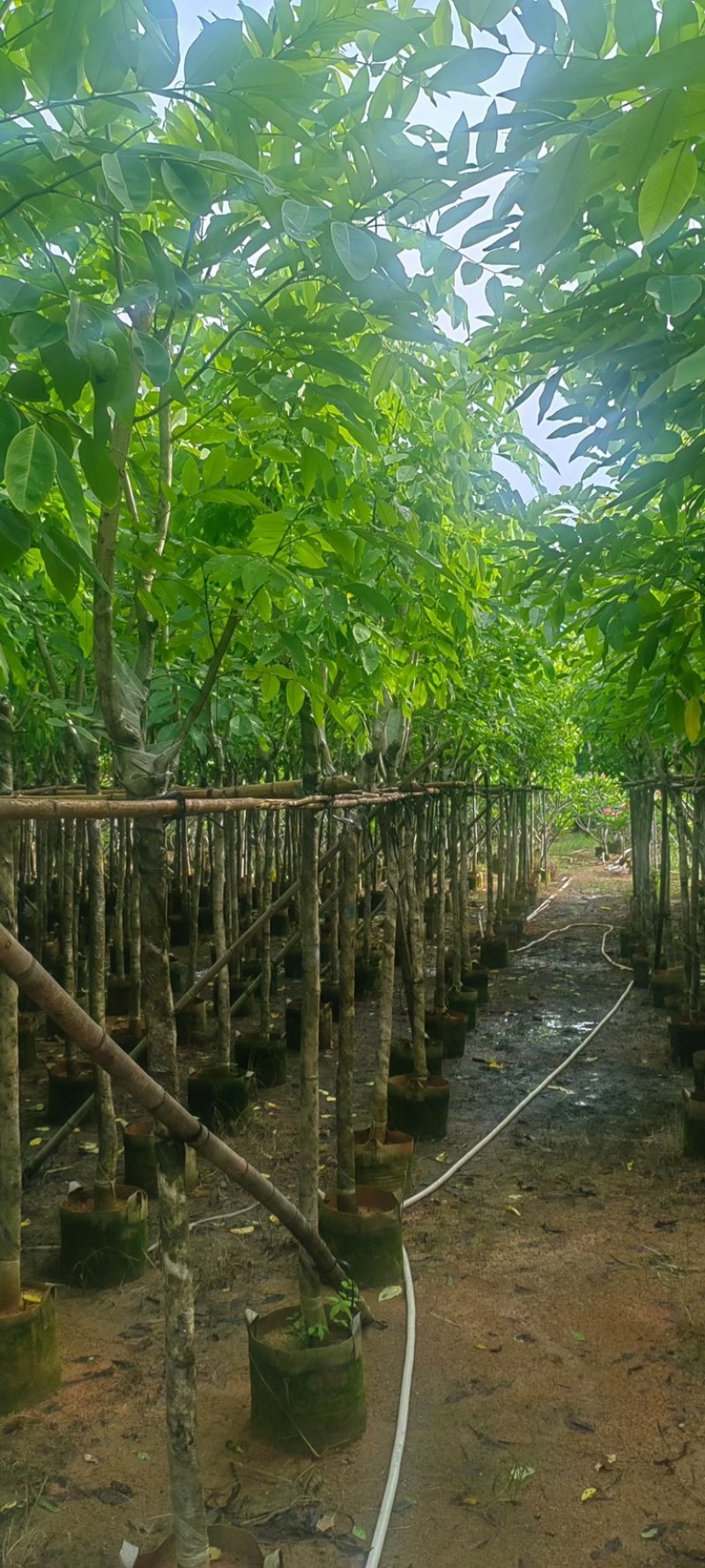 黄花腊肠树5～15公分产地直发规格齐全质量保证