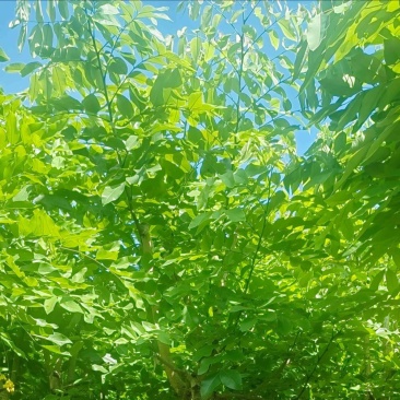 黄花腊肠树5～15公分产地直发规格齐全质量保证