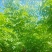 黄花腊肠树5～15公分产地直发规格齐全质量保证