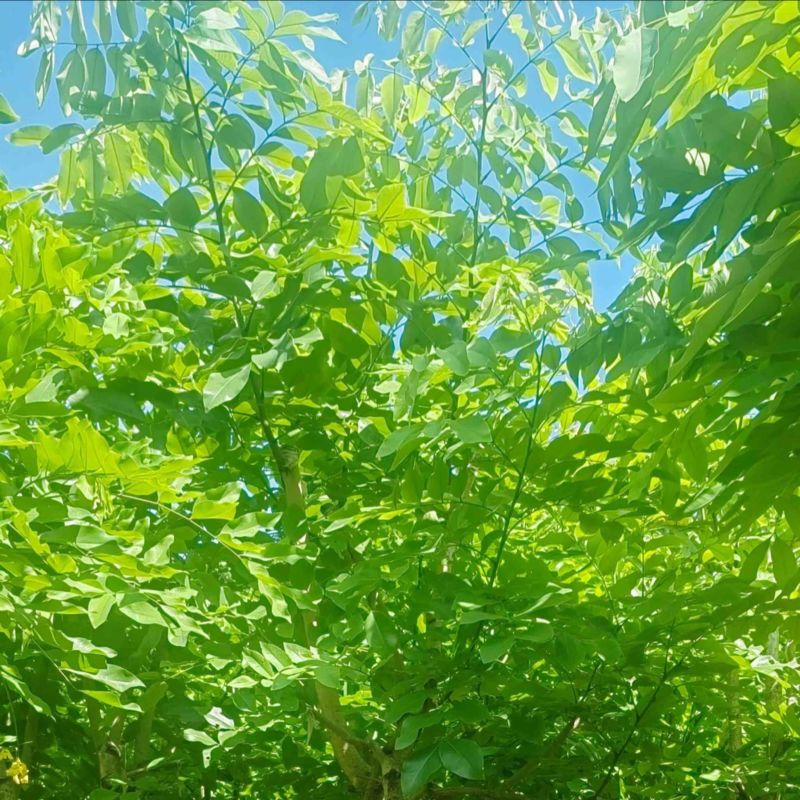 黄花腊肠树5～15公分产地直发规格齐全质量保证
