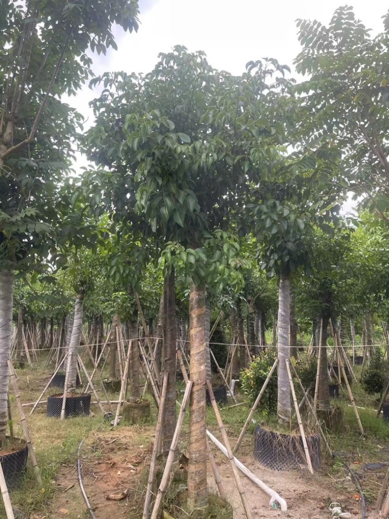 光杆骨架秋枫15～20公分产地直发规格齐全质量保证