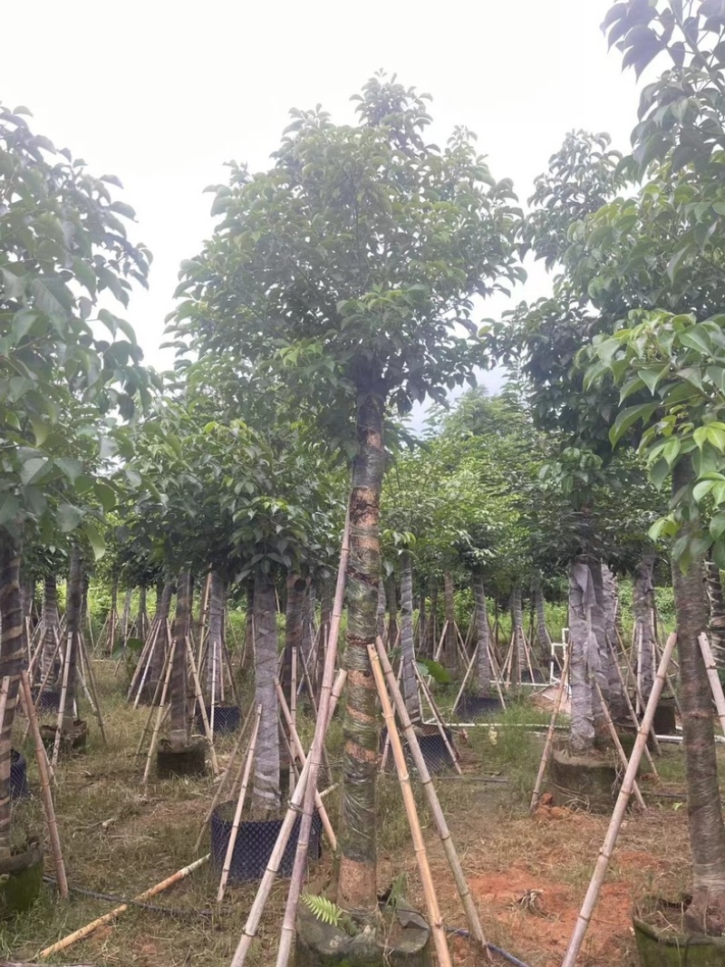 光杆骨架秋枫15～20公分产地直发规格齐全质量保证