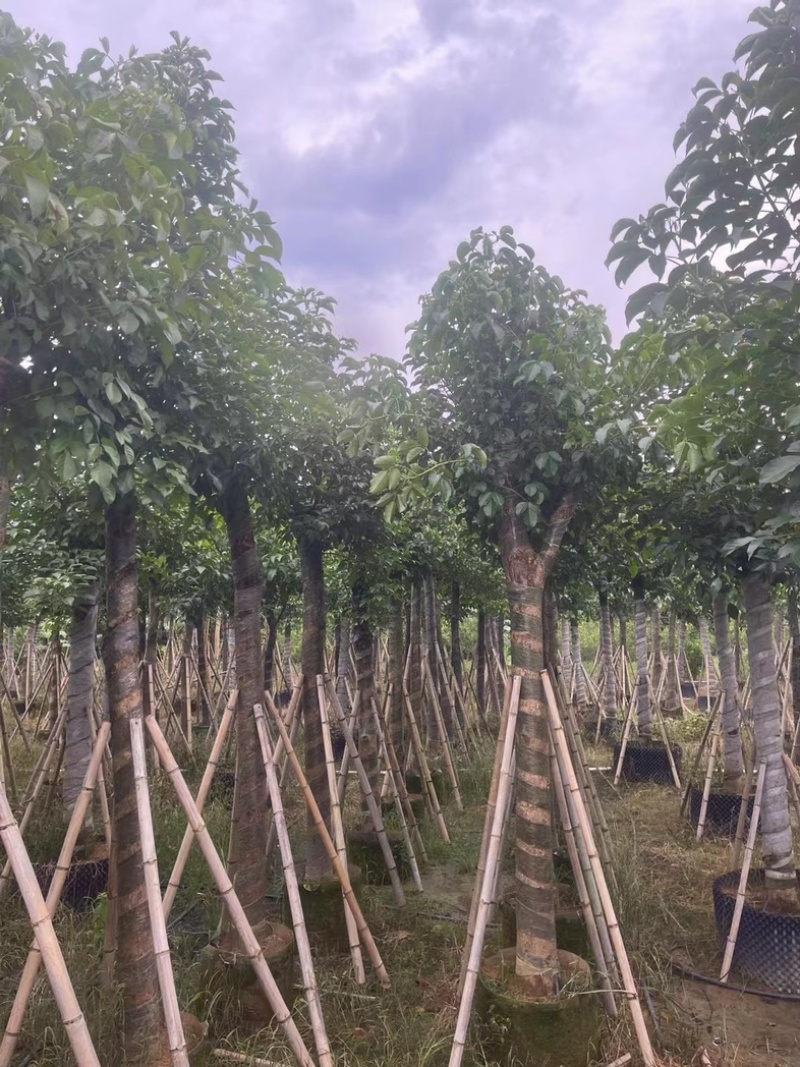 光杆骨架秋枫15～20公分产地直发规格齐全质量保证