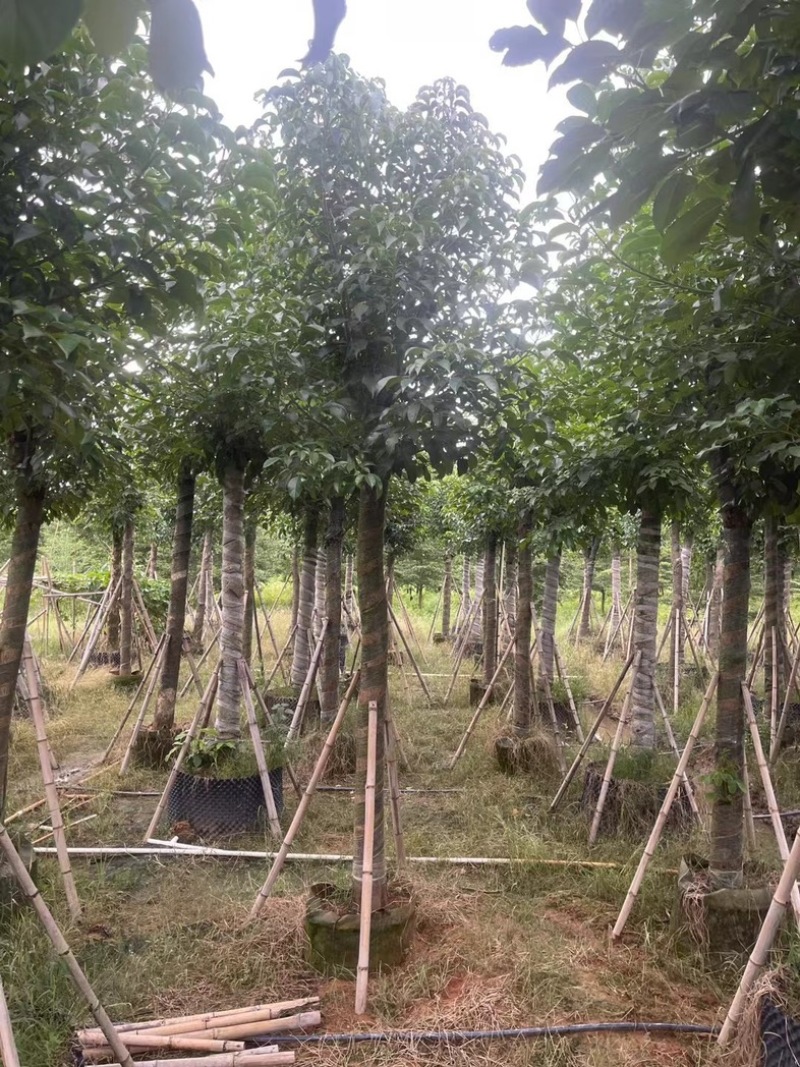 光杆骨架秋枫15～20公分产地直发规格齐全质量保证