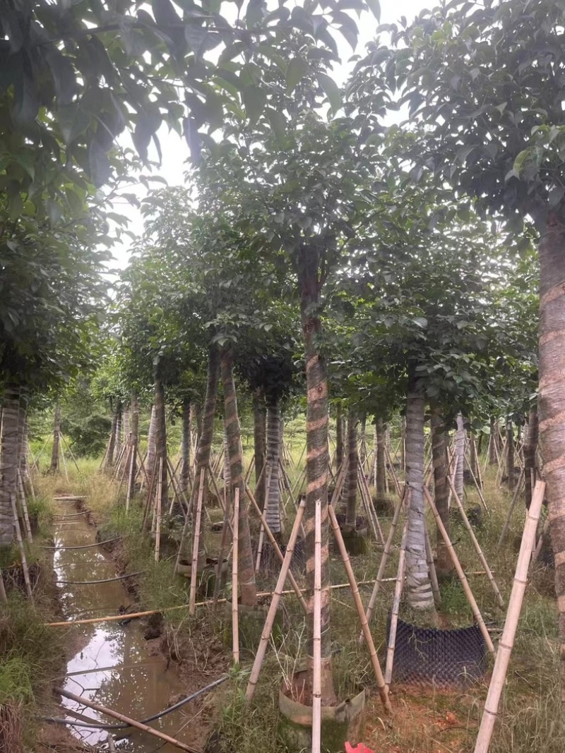 光杆骨架秋枫15～20公分产地直发规格齐全质量保证