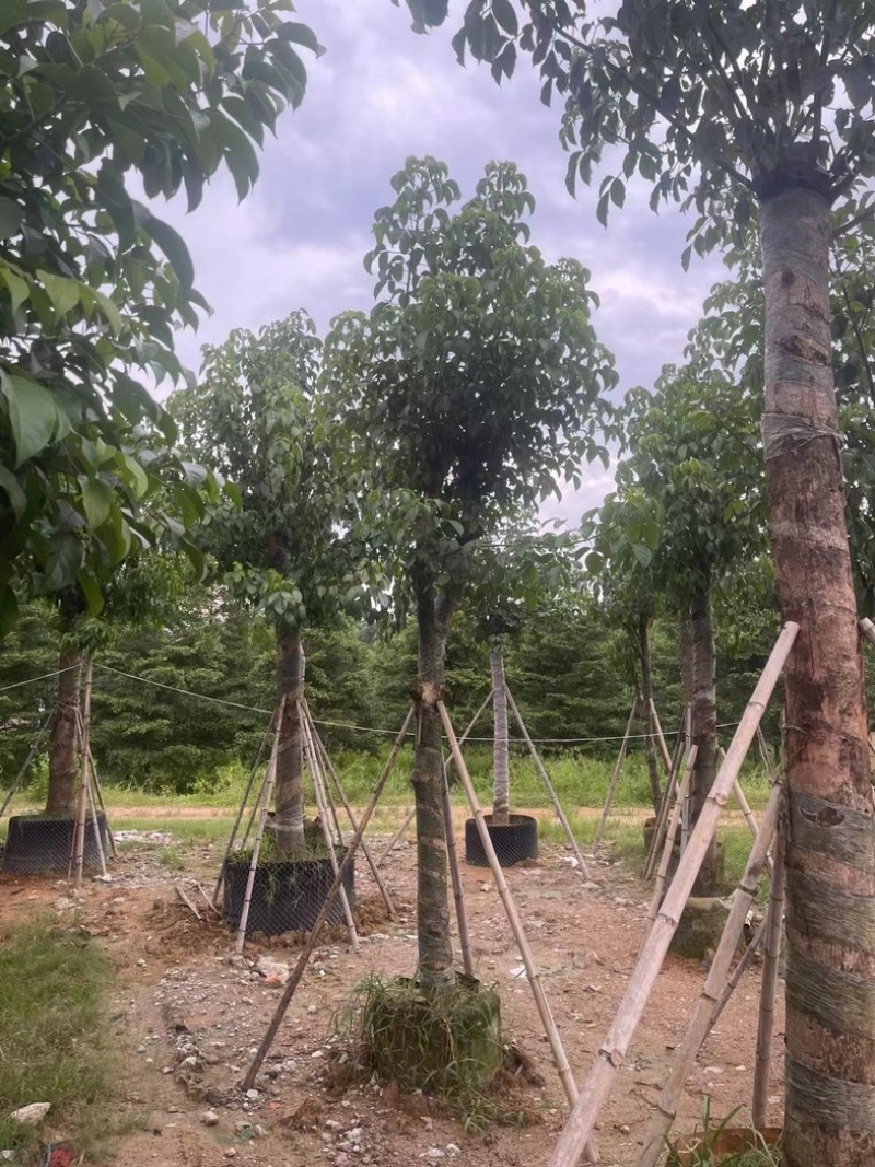 光杆骨架秋枫15～20公分产地直发规格齐全质量保证