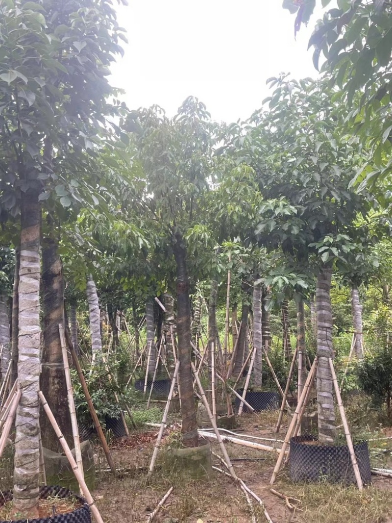 光杆骨架秋枫15～20公分产地直发规格齐全质量保证