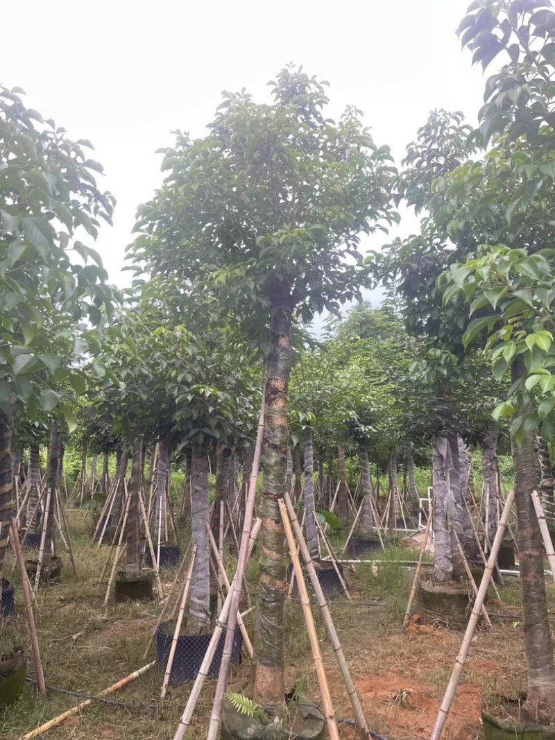 光杆骨架秋枫15～20公分产地直发规格齐全质量保证