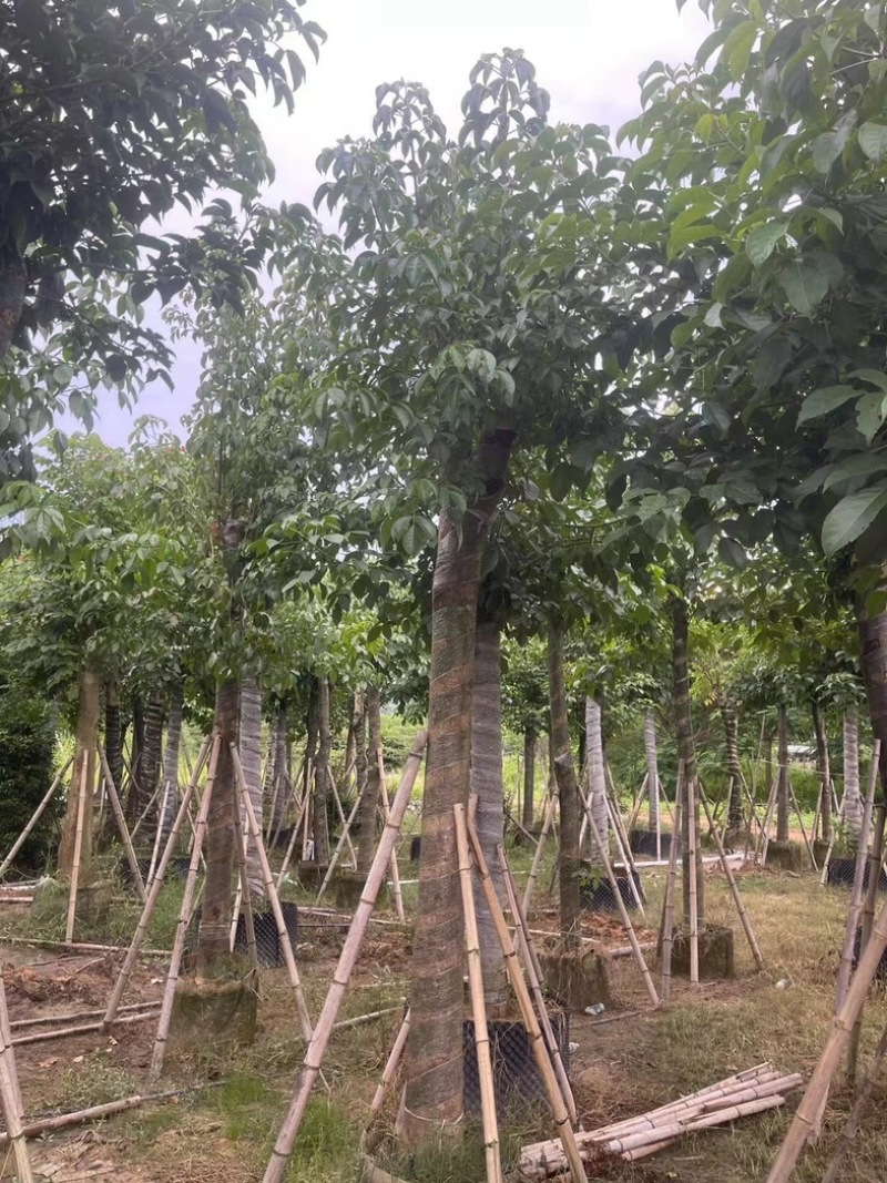 光杆骨架秋枫15～20公分产地直发规格齐全质量保证