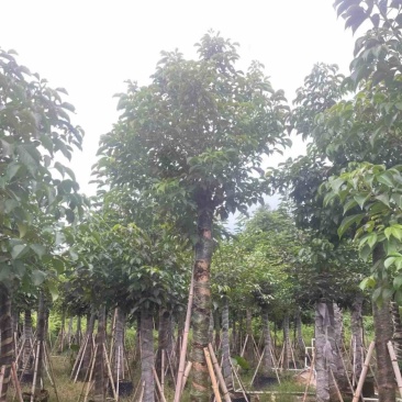 光杆骨架秋枫15～20公分产地直发规格齐全质量保证