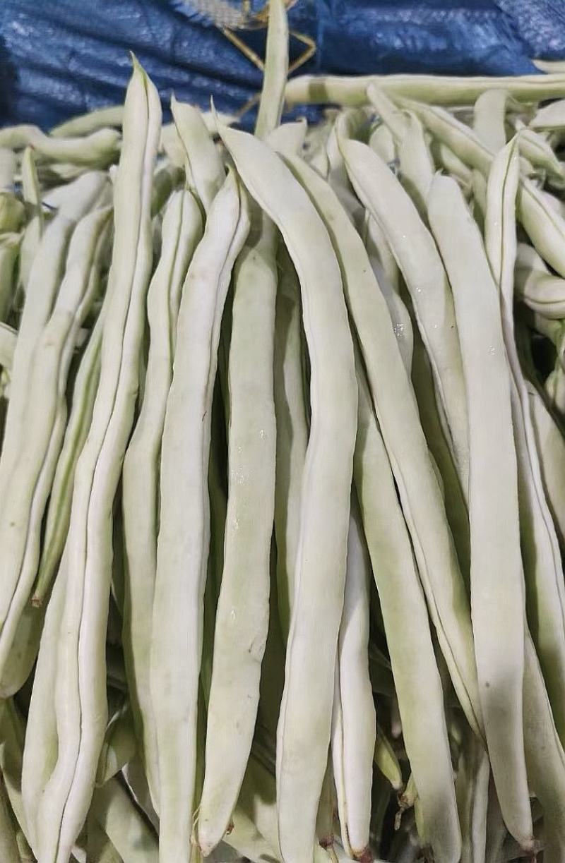 架豆种子超长王中王长荚厚肉白色四季豆结荚多采摘期长
