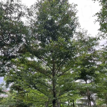 全冠小叶榄仁树8～20公分产地直发规格齐全质量保证