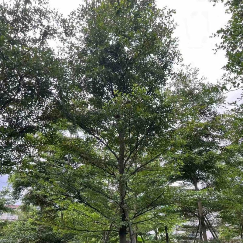 全冠小叶榄仁树8～20公分产地直发规格齐全质量保证