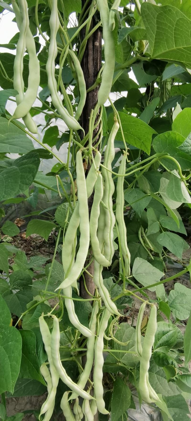 架豆种子超长王中王长荚厚肉白色四季豆结荚多采摘期长