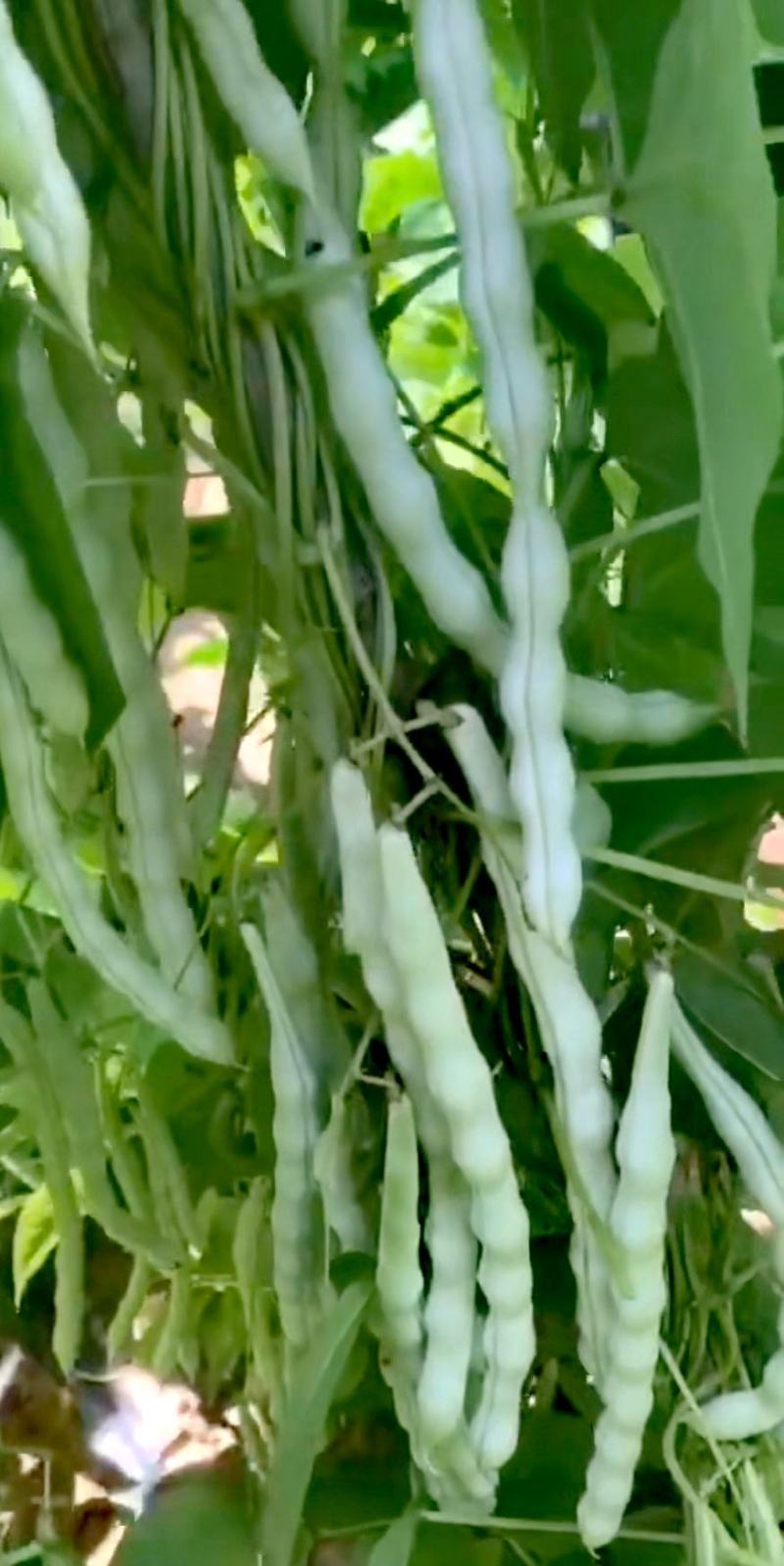 架豆种子超长王中王长荚厚肉白色四季豆结荚多采摘期长