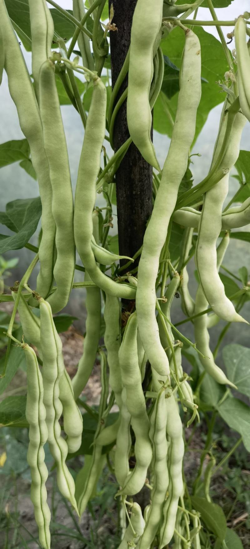 架豆种子超长王中王长荚厚肉白色四季豆结荚多采摘期长