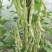 架豆种子超长王中王长荚厚肉白色四季豆结荚多采摘期长