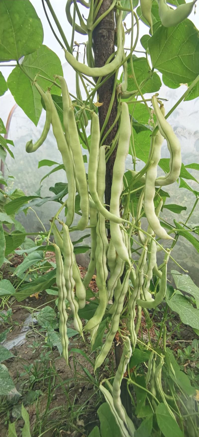 架豆种子超长王中王长荚厚肉白色四季豆结荚多采摘期长