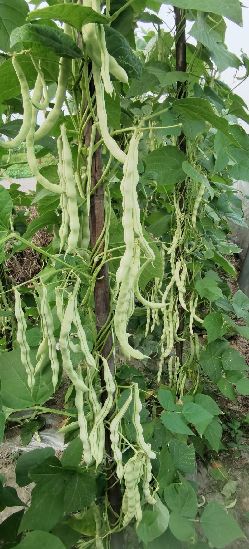 架豆种子超长王中王长荚厚肉白色四季豆结荚多采摘期长