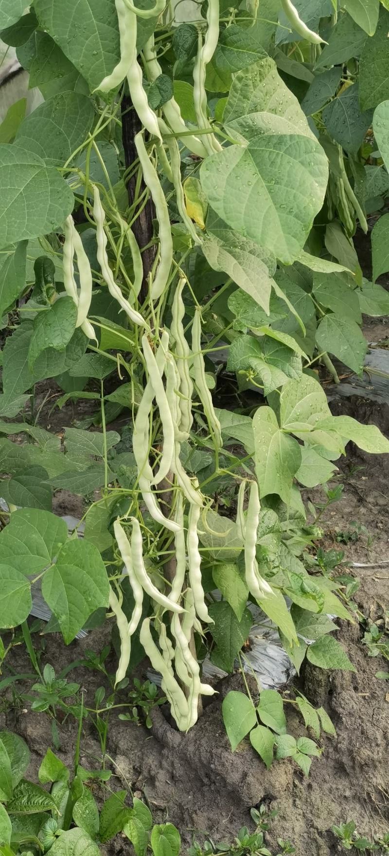 架豆种子超长王中王长荚厚肉白色四季豆结荚多采摘期长