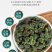 （包邮）桑叶茶100包正宗霜后霜打过的干桑叶茶新鲜