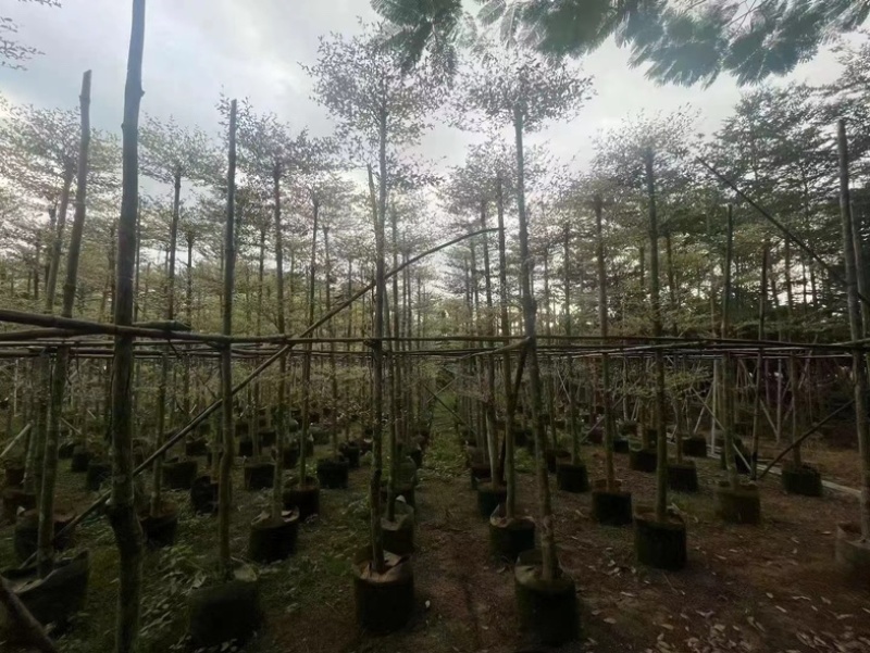 造托锦叶榄仁树5～18公分产地直发规格齐全质量保证
